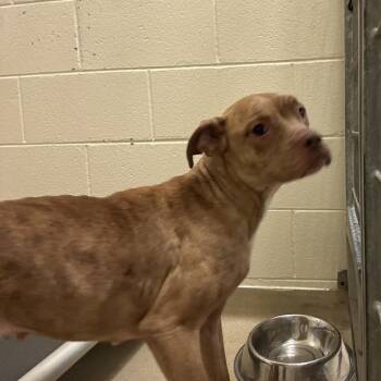 G. Harrison -  Mixed Breed Dog for Adoption in Asheville, North Carolina - G. Harrison | PetCurious