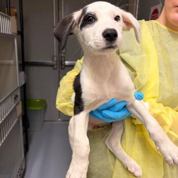 Saturn -  Pit Bull Terrier and Mixed Breed Dog for Adoption in Concord, North Carolina - Saturn | PetCurious