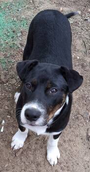 Australian Shepherd Dogs Available for Adoption in Cuyahoga Falls, Ohio - Baby Jacob | PetCurious