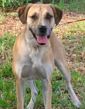 Rescue Boxer and Labrador Retriever Dogs for Adoption in Nokomis, Florida - Sami | PetCurious