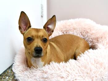 Lola -  Chihuahua and Dachshund Dog for Adoption in Fairhope, Alabama - Lola | PetCurious