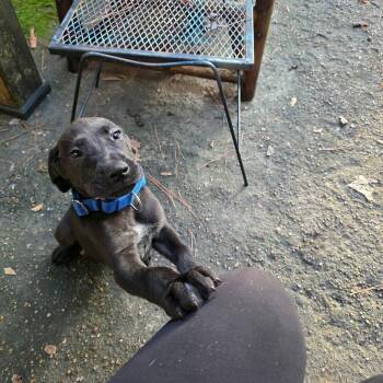 Boomer -  Great Dane Dog for Adoption in Bullard, Texas - Boomer | PetCurious