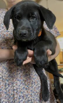Labrador Retriever Dogs Available for Adoption in Garner, North Carolina - Asiago | PetCurious