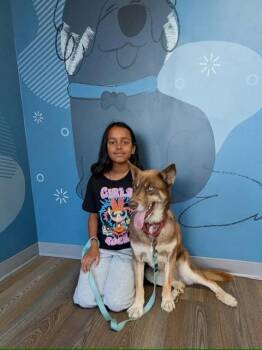 Shayla -  Shepherd and Husky Dog for Adoption in Lafayette, California - Shayla | PetCurious