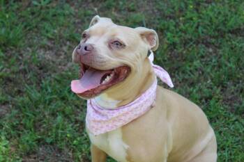 Lil Debbie -  Pit Bull Terrier Dog for Adoption in Richmond, Virginia - Lil Debbie | PetCurious