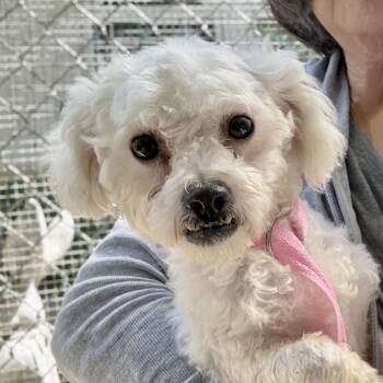 Esme -  Poodle Dog for Adoption in Oakland, California - Esme | PetCurious