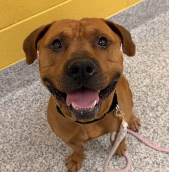 Pecos -  Pit Bull Terrier Dog for Adoption in Golden, Colorado - Pecos | PetCurious