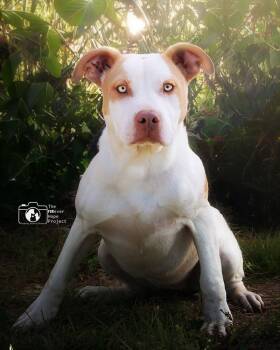 Timmy -  Pit Bull Terrier and Mixed Breed Dog for Adoption in Crescent City, Florida - Timmy | PetCurious