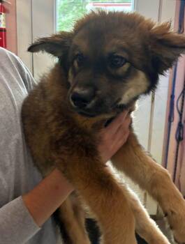 Peoni -  Australian Shepherd and Border Collie Dog for Adoption in Thompson Falls, Montana - Peoni | PetCurious