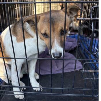 Rescue Fox Terrier Dogs for Adoption in Normal, Illinois - Jack | PetCurious