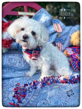 Thunder -  Maltipoo Dog for Adoption in Sebring, Florida - Thunder | PetCurious