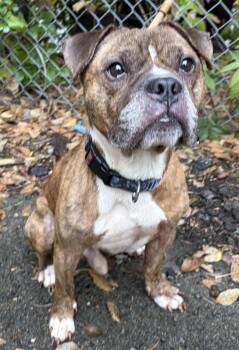 Benny -  Boxer Dog for Adoption in Mckeesport, Pennsylvania - Benny | PetCurious