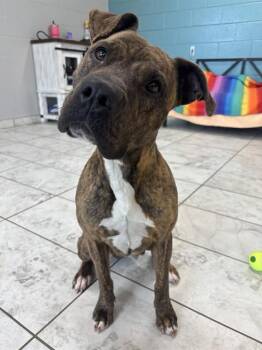 JENNY -  American Staffordshire Terrier and Mixed Breed Dog for Adoption in Kalamazoo, Michigan - JENNY | PetCurious