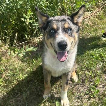 Beau -  Australian Cattle Dog Blue Heeler Dog for Adoption in Marshalltown, Iowa - Beau | PetCurious