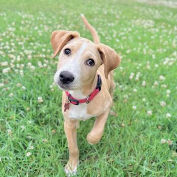 Rufus -  Retriever Dog for Adoption in Shakopee, Minnesota - Rufus | PetCurious