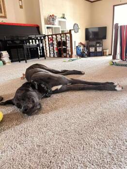 Rescue Great Dane Dogs for Adoption in Bullard, Texas - Hercules | PetCurious