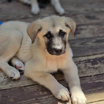 Elmo -  Anatolian Shepherd and Great Pyrenees Dog for Adoption in Blairstown, New Jersey - Elmo | PetCurious