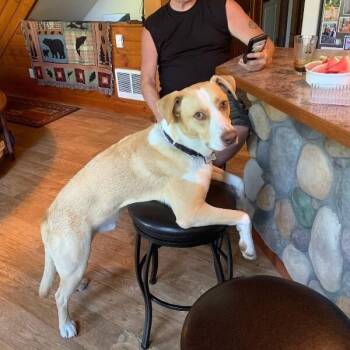 Labrador Retriever and Pit Bull Terrier Dogs Available for Adoption - JJ Ryder A Straight Up Dude Dog | PetCurious