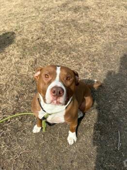 Pit Bull Terrier and Terrier Dogs Available for Adoption - Biscuits | PetCurious