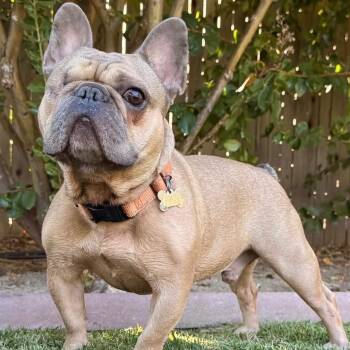 Teddy -  French Bulldog Dog for Adoption in Citrus Heights, California - Teddy | PetCurious