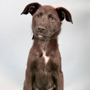 Mixed Breed Dogs Available for Adoption in Portland, Oregon - Maxy | PetCurious
