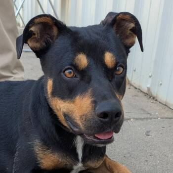 Penelope -  Mixed Breed Dog for Adoption in Yankton, South Dakota - Penelope | PetCurious
