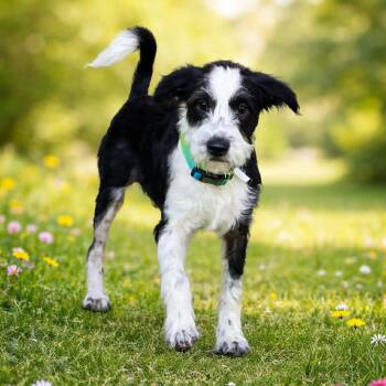 Schnauzer and Maltese Dogs Available for Adoption - Elmo | PetCurious