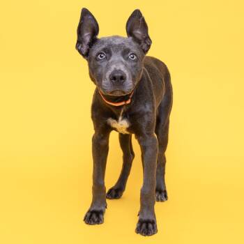 Piper -  Mixed Breed Dog for Adoption in Franklin, Tennessee - Piper | PetCurious