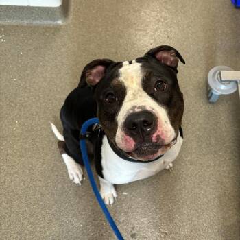 Rocco -  Pit Bull Terrier Dog for Adoption in Council Bluffs, Iowa - Rocco | PetCurious