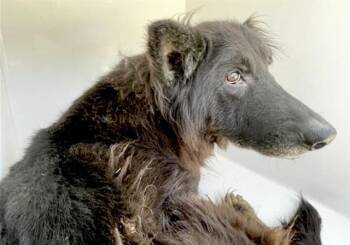 German Shepherd Dog Dogs Available for Adoption - A652407 | PetCurious