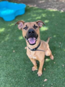 Hercules -  Pit Bull Terrier and Shepherd Dog for Adoption in Chico, California - Hercules | PetCurious