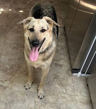 Cody - COURTESY POST -  German Shepherd Dog Dog for Adoption in Clayton, North Carolina - Cody - COURTESY POST | PetCurious