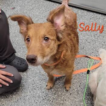 Spaniel and Mixed Breed Dogs Available for Adoption in Parkersburg, West Virginia - Sally | PetCurious