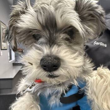 Luna Mae -  Miniature Schnauzer Dog for Adoption in Homer Glen, Illinois - Luna Mae | PetCurious
