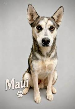 Maui -  Husky Dog for Adoption in Thornton, Colorado - Maui | PetCurious