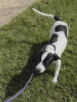 Toby -  Cattle Dog Dog for Adoption in Willingboro, New Jersey - Toby | PetCurious