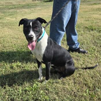 Billy -  Staffordshire Bull Terrier Dog for Adoption in Larned, Kansas - Billy | PetCurious