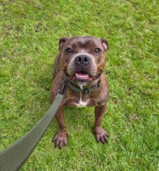 Marge -  Fox Terrier and Mixed Breed Dog for Adoption in Honolulu, Hawaii - Marge | PetCurious