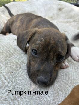 Hound Dogs Available for Adoption in Manchester, Connecticut - Pumpkin | PetCurious