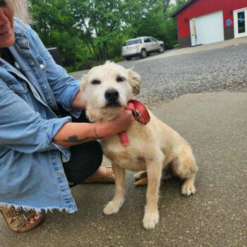 Hank -  Cairn Terrier Dog Available for Adoption in Olney, Illinois - Hank | PetCurious