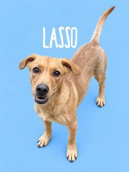 Lasso -  Mixed Breed Dog for Adoption in Rutherfordton, North Carolina - Lasso | PetCurious