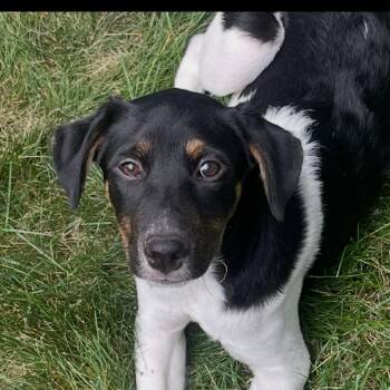 Jolene -  Black Labrador Retriever Dog for Adoption in Rockville, Maryland - Jolene | PetCurious