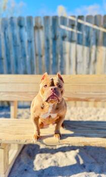 American Bulldog Dogs Available for Adoption in Muskegon, Michigan - Roxie | PetCurious