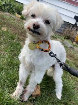 Rescue Maltese Dogs for Adoption in Oakland, New Jersey - Frosty | PetCurious