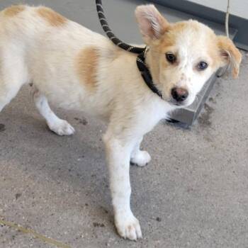 Mixed Breed Dogs Available for Adoption in Las Cruces, New Mexico - Winnie The Pooh | PetCurious