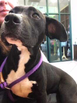 Levi -  Labrador Retriever and Terrier Dog for Adoption in Little Rock, Arkansas - Levi | PetCurious