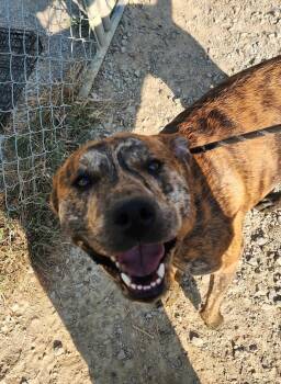 Rescue Pit Bull Terrier Dogs for Adoption in Berea, Kentucky - Kernal | PetCurious