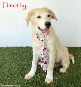 Timothy -  Golden Retriever Dog for Adoption in San Diego, California - Timothy | PetCurious