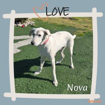 Labrador Retriever and Great Pyrenees Dogs Available for Adoption in Fredericksburg, Virginia - Nova | PetCurious