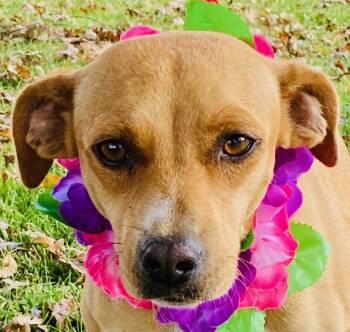 Rescue Terrier Dogs for Adoption in Colusa, California - Olive | PetCurious